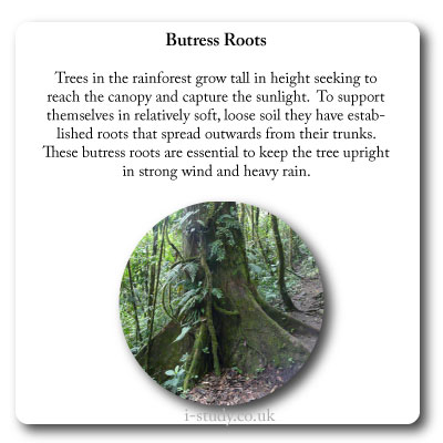rainforest plant adaptation butress roots